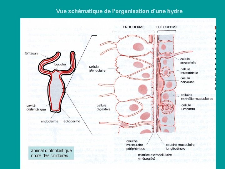Vue schématique de l’organisation d’une hydre animal diploblastique ordre des cnidaires Vue schématique de l’organisation d’une hydre animal diploblastique ordre des cnidaires