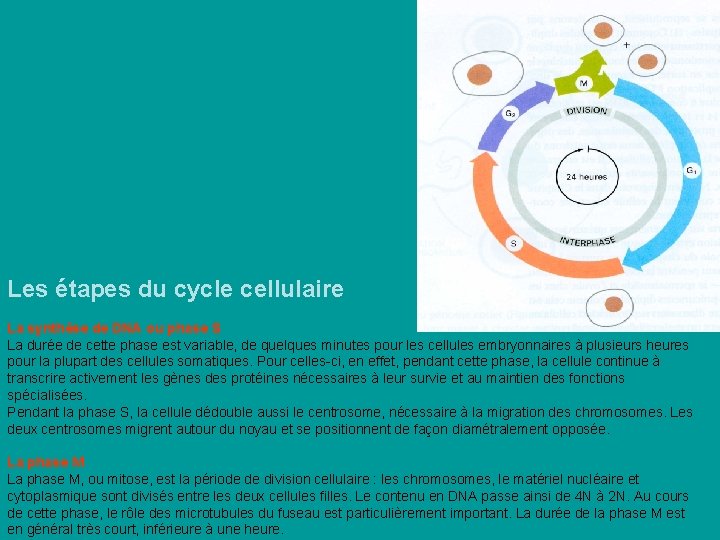Les étapes du cycle cellulaire La synthèse de DNA ou phase S La durée Les étapes du cycle cellulaire La synthèse de DNA ou phase S La durée
