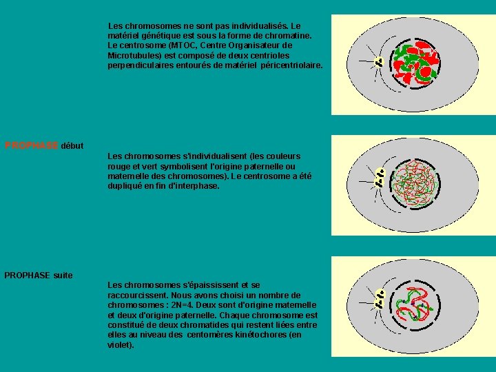 Les chromosomes ne sont pas individualisés. Le matériel génétique est sous la forme Les chromosomes ne sont pas individualisés. Le matériel génétique est sous la forme