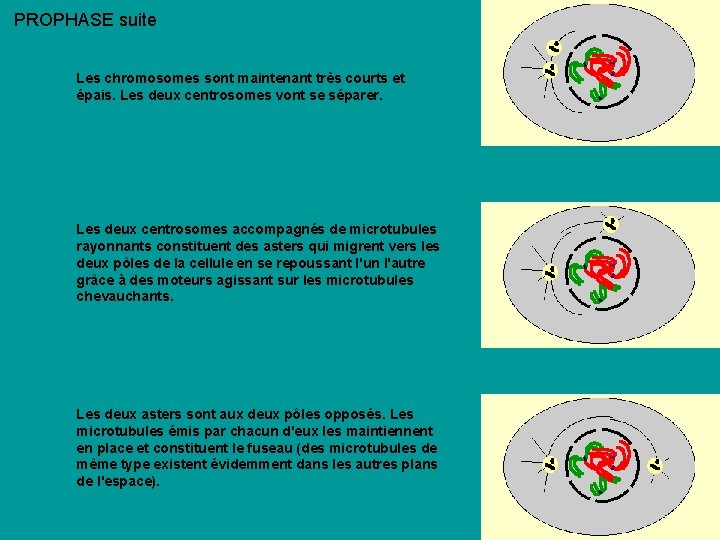 PROPHASE suite Les chromosomes sont maintenant très courts et épais. Les deux centrosomes vont PROPHASE suite Les chromosomes sont maintenant très courts et épais. Les deux centrosomes vont