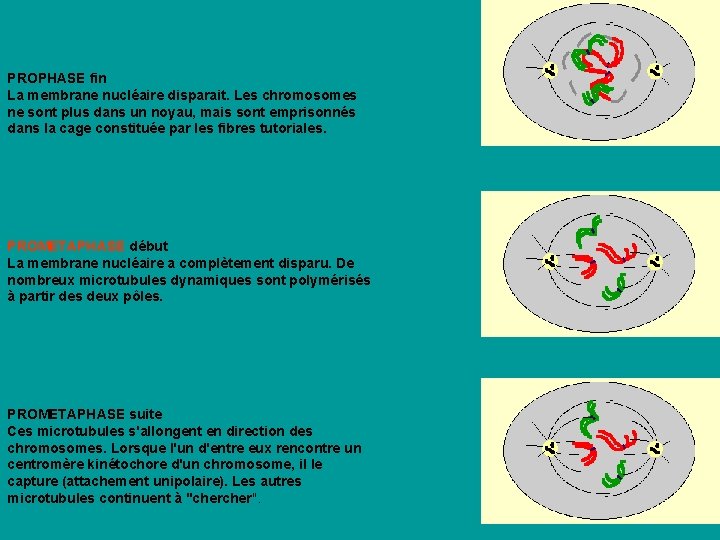 PROPHASE fin La membrane nucléaire disparait. Les chromosomes ne sont plus dans un noyau, PROPHASE fin La membrane nucléaire disparait. Les chromosomes ne sont plus dans un noyau,