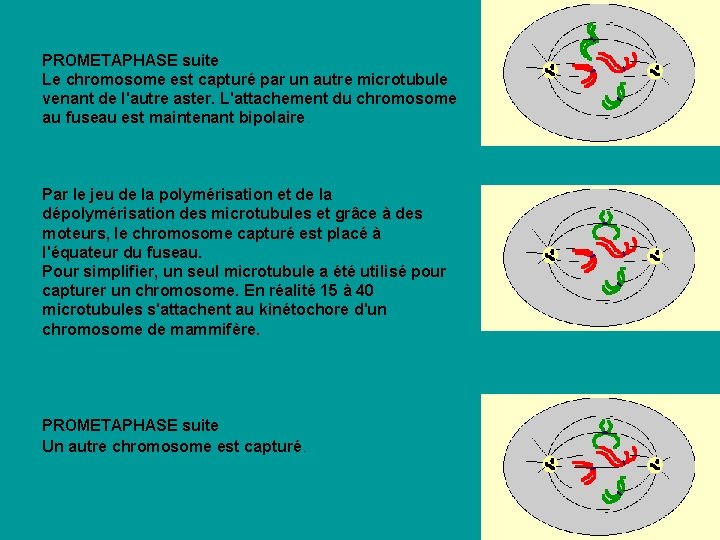 PROMETAPHASE suite Le chromosome est capturé par un autre microtubule venant de l'autre aster. PROMETAPHASE suite Le chromosome est capturé par un autre microtubule venant de l'autre aster.