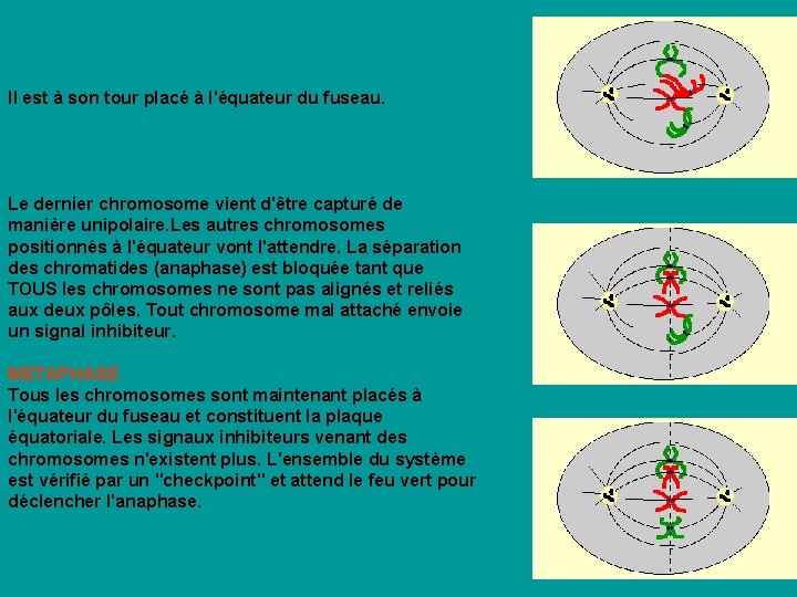 Il est à son tour placé à l'équateur du fuseau. Le dernier chromosome vient Il est à son tour placé à l'équateur du fuseau. Le dernier chromosome vient