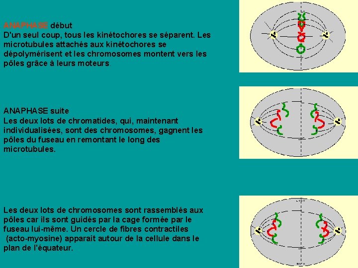 ANAPHASE début D'un seul coup, tous les kinétochores se séparent. Les microtubules attachés aux ANAPHASE début D'un seul coup, tous les kinétochores se séparent. Les microtubules attachés aux
