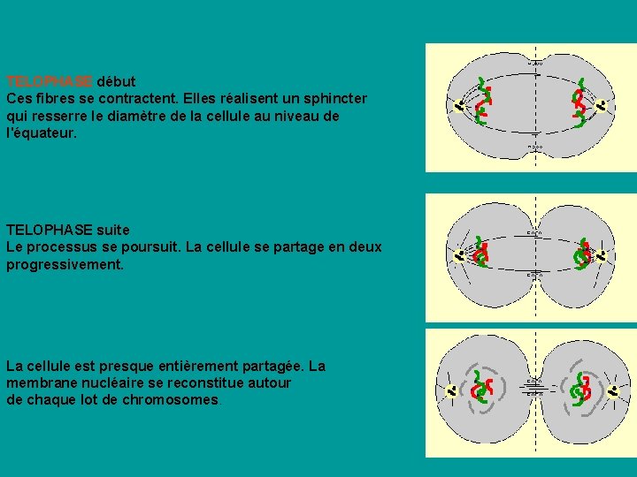 TELOPHASE début Ces fibres se contractent. Elles réalisent un sphincter qui resserre le diamètre TELOPHASE début Ces fibres se contractent. Elles réalisent un sphincter qui resserre le diamètre