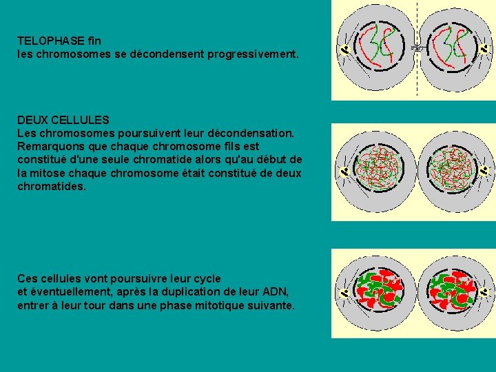 TELOPHASE fin les chromosomes se décondensent progressivement. DEUX CELLULES Les chromosomes poursuivent leur décondensation. TELOPHASE fin les chromosomes se décondensent progressivement. DEUX CELLULES Les chromosomes poursuivent leur décondensation.