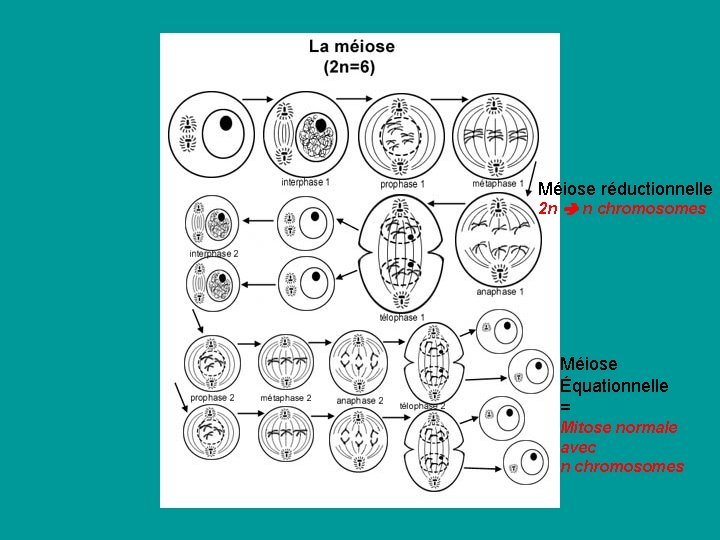 Méiose réductionnelle 2 n n chromosomes Méiose Équationnelle = Mitose normale avec n chromosomes Méiose réductionnelle 2 n n chromosomes Méiose Équationnelle = Mitose normale avec n chromosomes