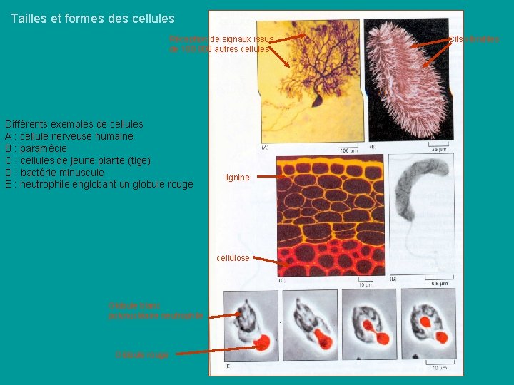 Tailles et formes des cellules Réception de signaux issus de 100. 000 autres cellules Tailles et formes des cellules Réception de signaux issus de 100. 000 autres cellules