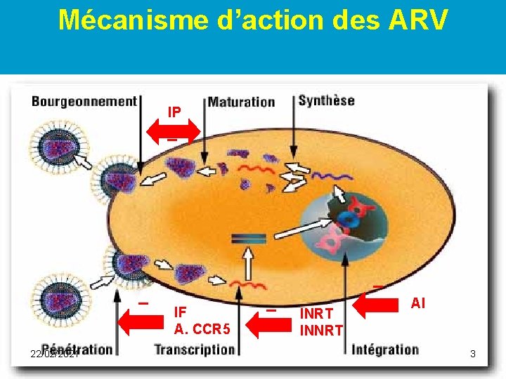 Mécanisme d’action des ARV IP _ _ 22/02/2021 _ IF A. CCR 5 _