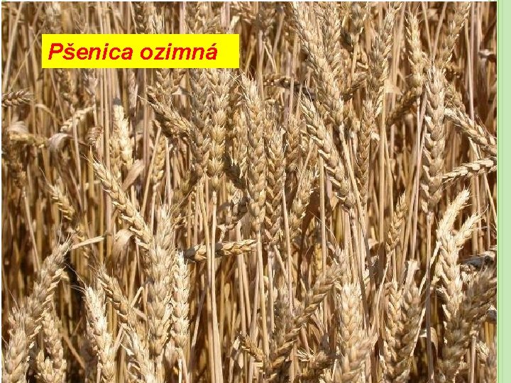 Pšenica ozimná 
