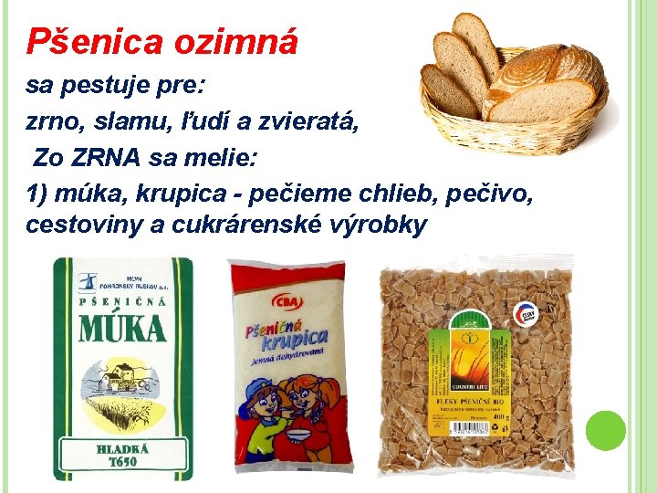 Pšenica ozimná sa pestuje pre: zrno, slamu, ľudí a zvieratá, Zo ZRNA sa melie: