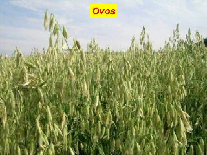 Ovos 