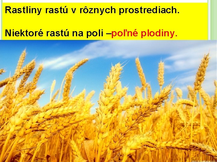 Rastliny rastú v rôznych prostrediach. Niektoré rastú na poli –poľné plodiny. 