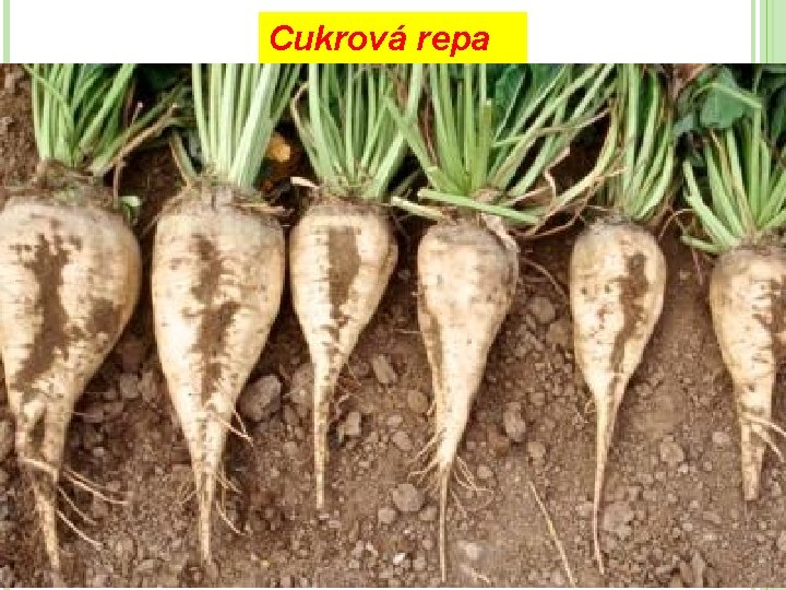 Cukrová repa 