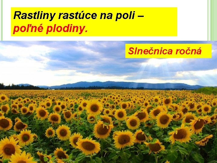 Rastliny rastúce na poli – poľné plodiny. Slnečnica ročná 