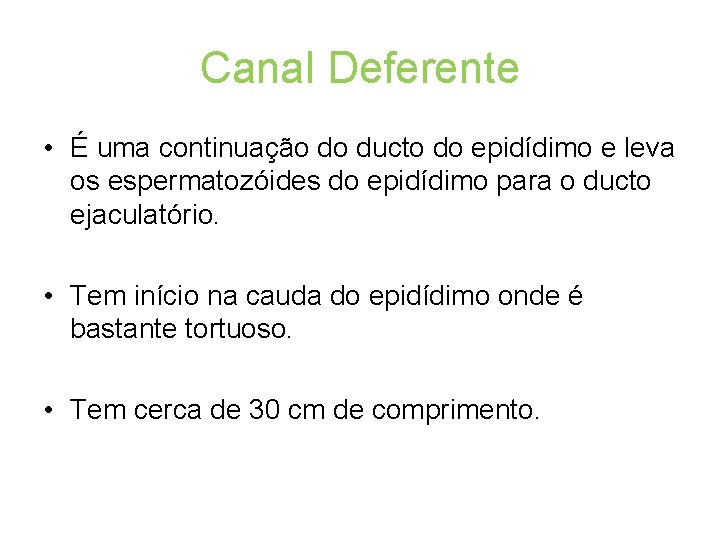 Canal Deferente • É uma continuação do ducto do epidídimo e leva os espermatozóides