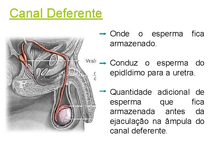 Canal Deferente Onde o esperma armazenado. fica Conduz o esperma do epidídimo para a