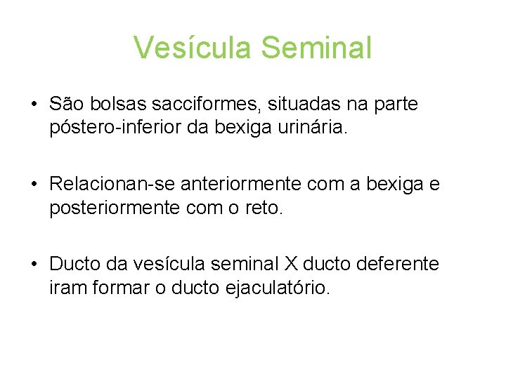 Vesícula Seminal • São bolsas sacciformes, situadas na parte póstero-inferior da bexiga urinária. •