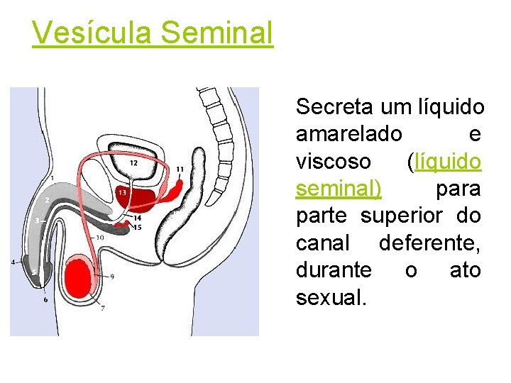Vesícula Seminal Secreta um líquido amarelado e viscoso (líquido seminal) para parte superior do