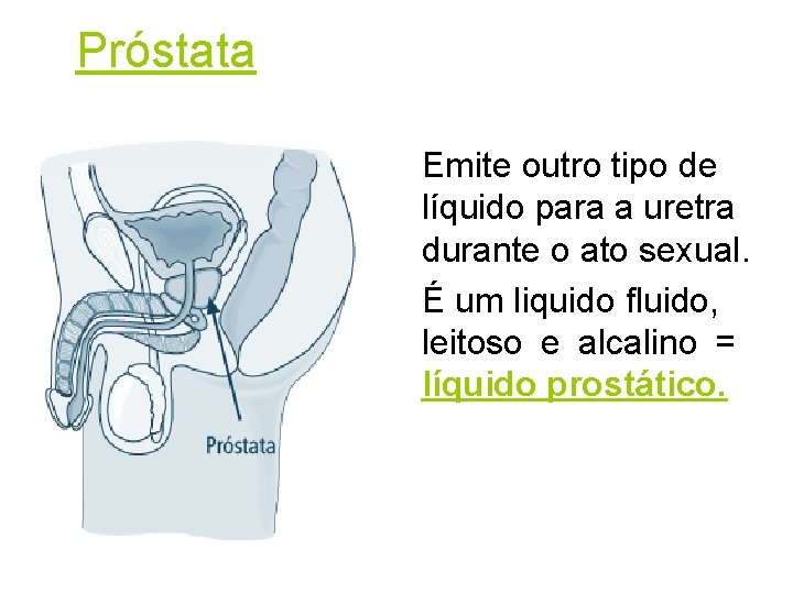 Próstata Emite outro tipo de líquido para a uretra durante o ato sexual. É