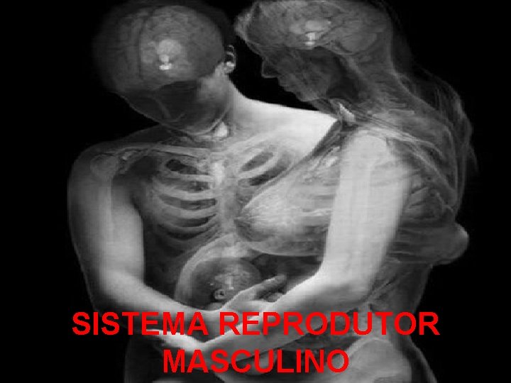 SISTEMA REPRODUTOR MASCULINO 