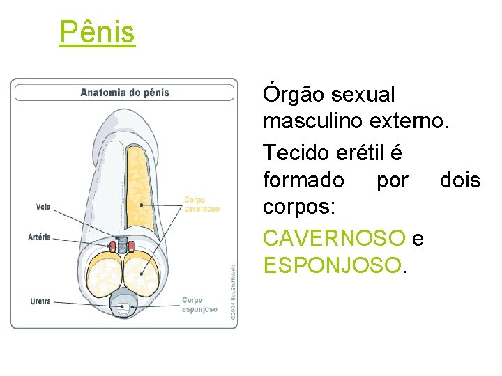 Pênis Órgão sexual masculino externo. Tecido erétil é formado por dois corpos: CAVERNOSO e