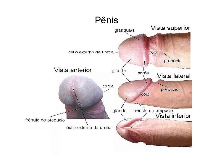 Pênis 