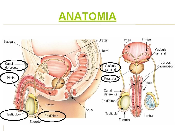 ANATOMIA 