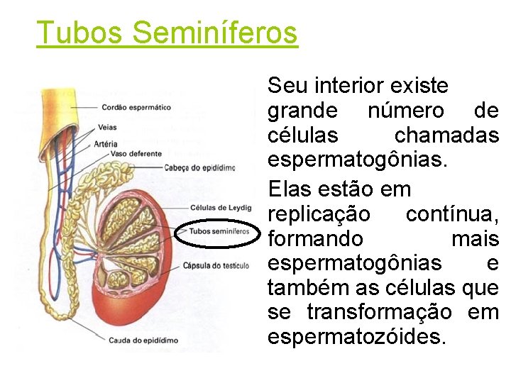 Tubos Seminíferos Seu interior existe grande número de células chamadas espermatogônias. Elas estão em