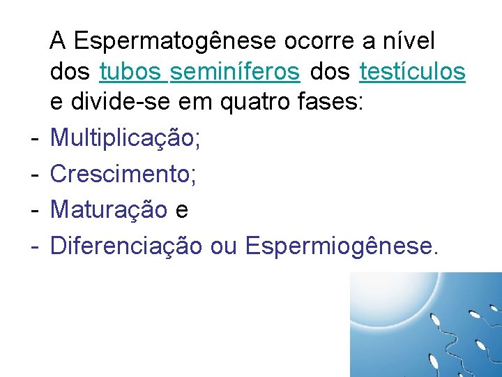 - A Espermatogênese ocorre a nível dos tubos seminíferos dos testículos e divide-se em