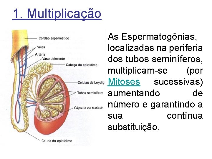 1. Multiplicação As Espermatogônias, localizadas na periferia dos tubos seminíferos, multiplicam-se (por Mitoses sucessivas)