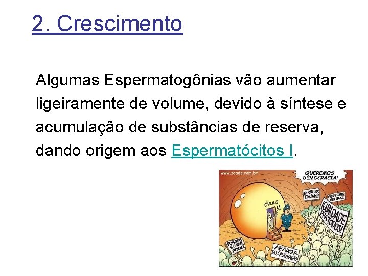 2. Crescimento Algumas Espermatogônias vão aumentar ligeiramente de volume, devido à síntese e acumulação