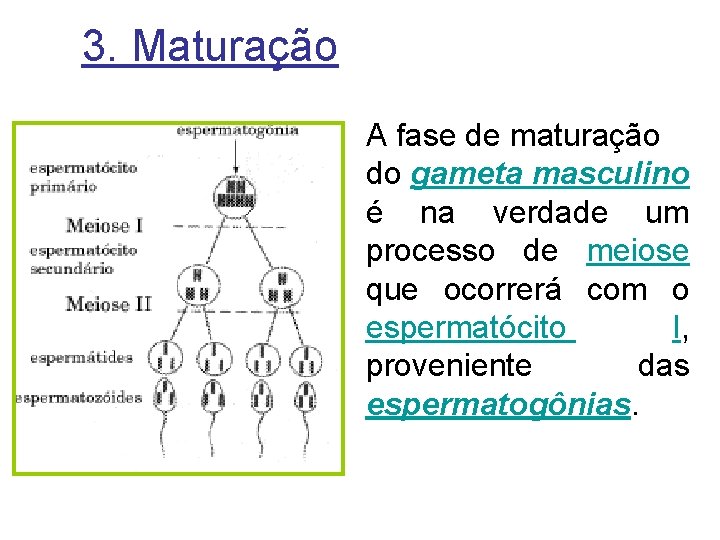 3. Maturação A fase de maturação do gameta masculino é na verdade um processo