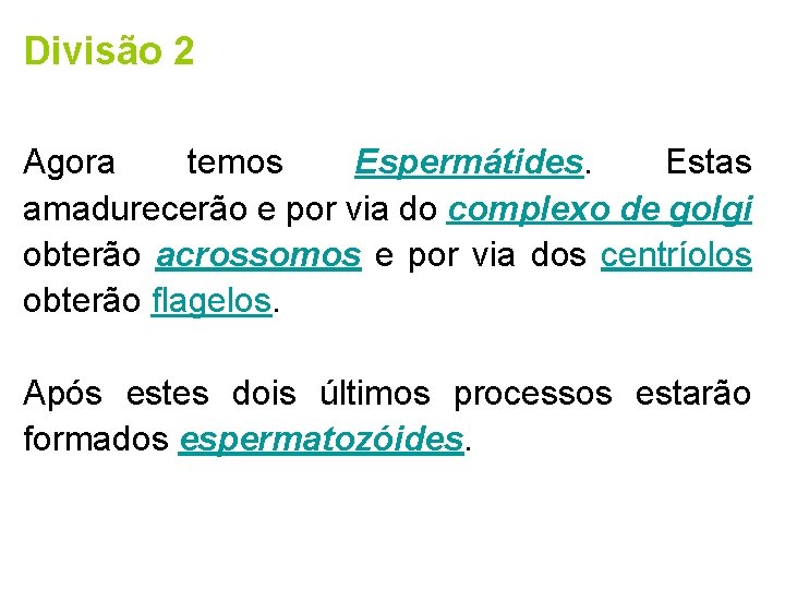 Divisão 2 Agora temos Espermátides. Estas amadurecerão e por via do complexo de golgi