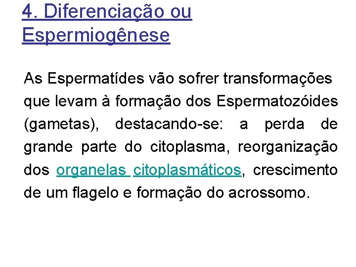 4. Diferenciação ou Espermiogênese As Espermatídes vão sofrer transformações que levam à formação dos
