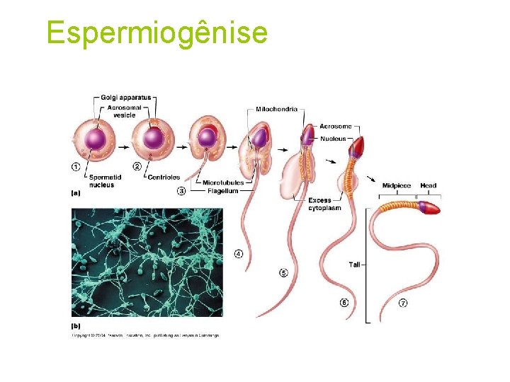 Espermiogênise 