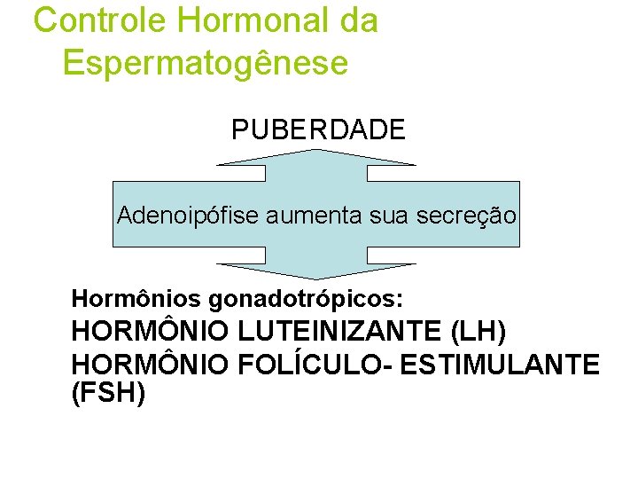 Controle Hormonal da Espermatogênese PUBERDADE Adenoipófise aumenta sua secreção Hormônios gonadotrópicos: HORMÔNIO LUTEINIZANTE (LH)