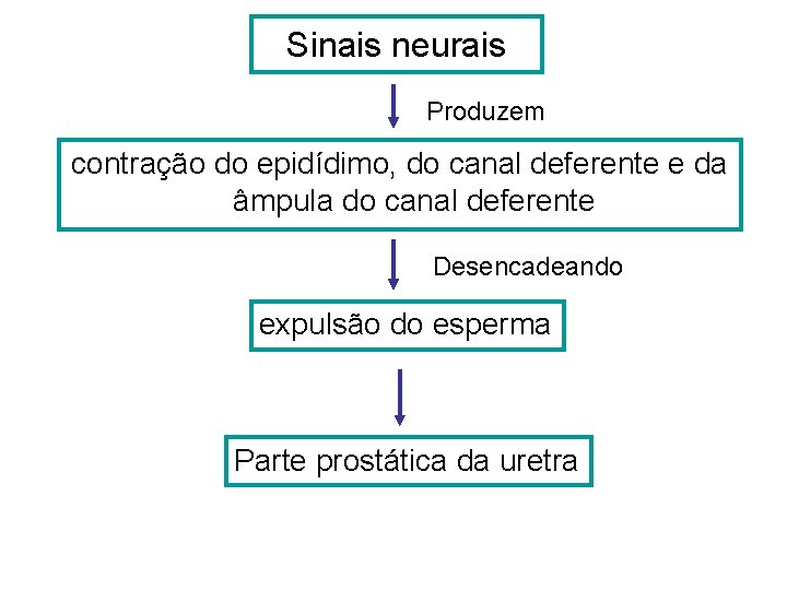 Sinais neurais Produzem contração do epidídimo, do canal deferente e da âmpula do canal