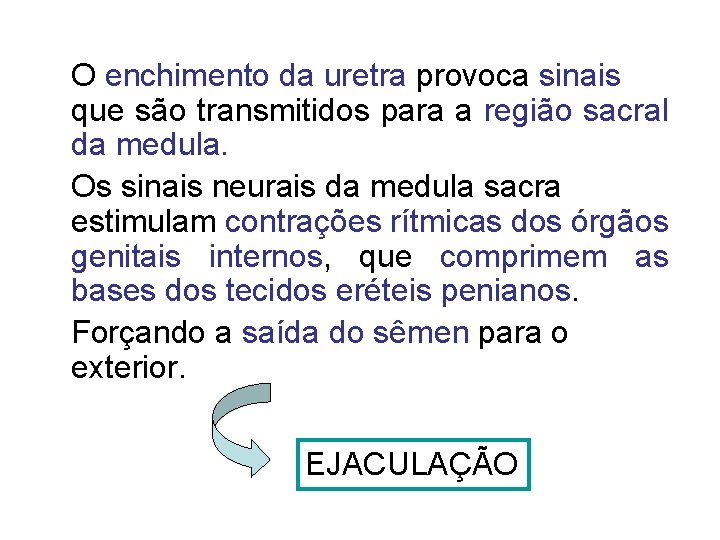 O enchimento da uretra provoca sinais que são transmitidos para a região sacral da