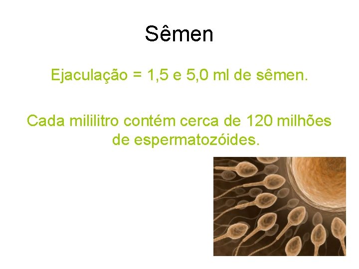 Sêmen Ejaculação = 1, 5 e 5, 0 ml de sêmen. Cada mililitro contém