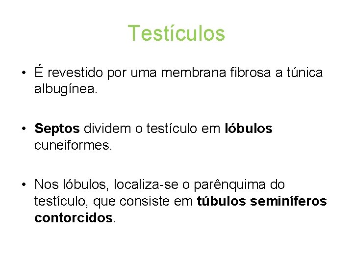 Testículos • É revestido por uma membrana fibrosa a túnica albugínea. • Septos dividem