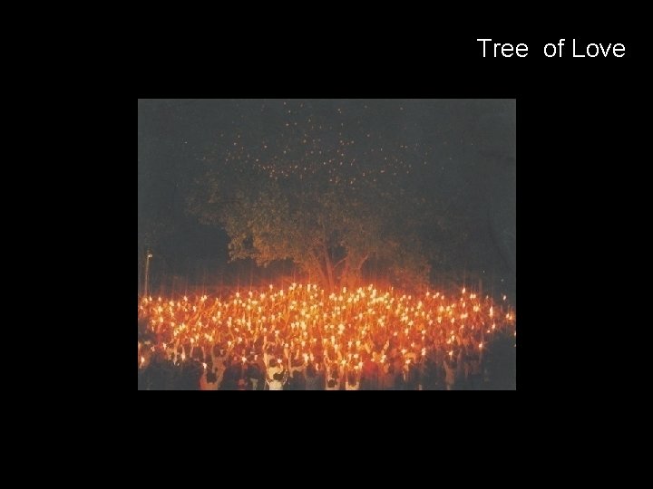 Tree of Love 