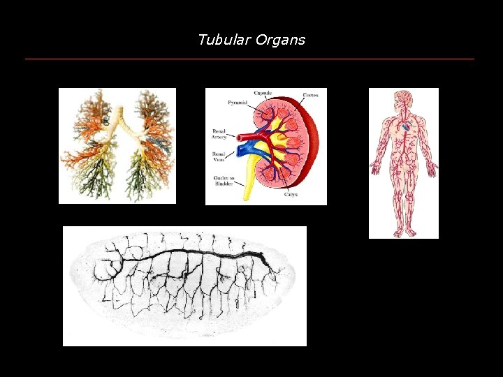 Tubular Organs 