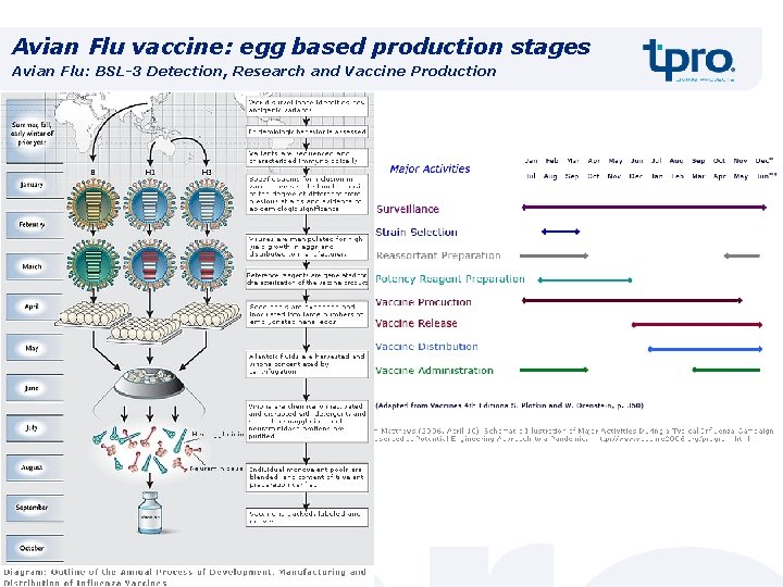 Avian Flu vaccine: egg based production stages Avian Flu: BSL-3 Detection, Research and Vaccine