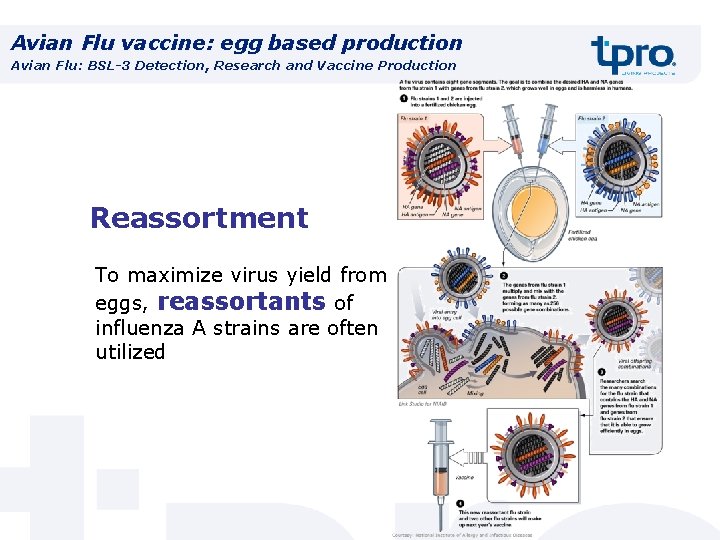 Avian Flu vaccine: egg based production Avian Flu: BSL-3 Detection, Research and Vaccine Production