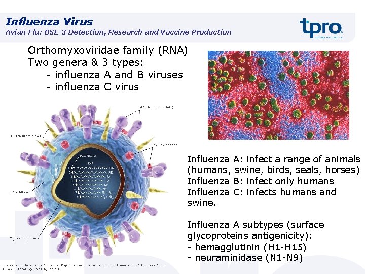 Influenza Virus Avian Flu: BSL-3 Detection, Research and Vaccine Production Orthomyxoviridae family (RNA) Two