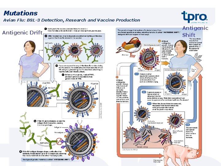 Mutations Avian Flu: BSL-3 Detection, Research and Vaccine Production Antigenic Drift Antigenic Shift 