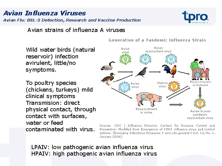 Avian Influenza Viruses Avian Flu: BSL-3 Detection, Research and Vaccine Production Avian strains of
