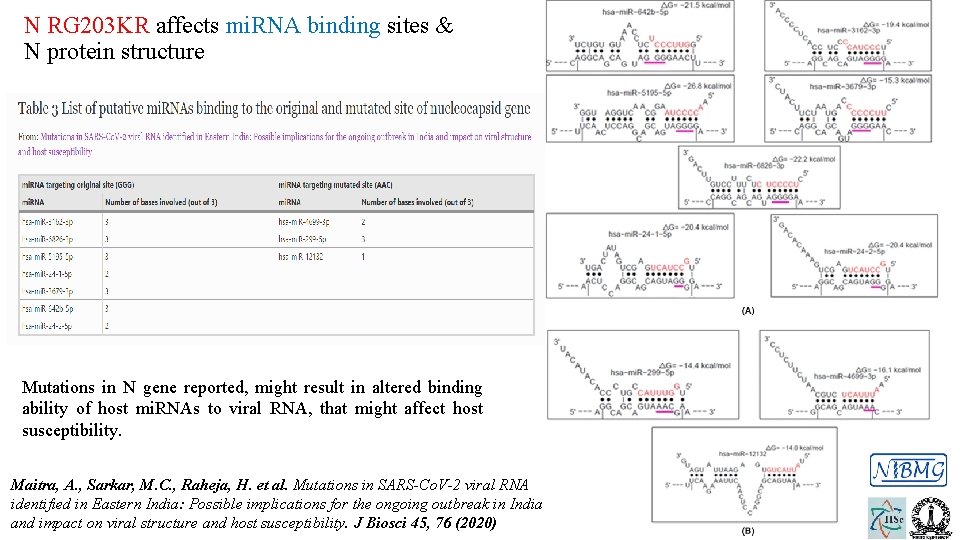 N RG 203 KR affects mi. RNA binding sites & N protein structure Mutations