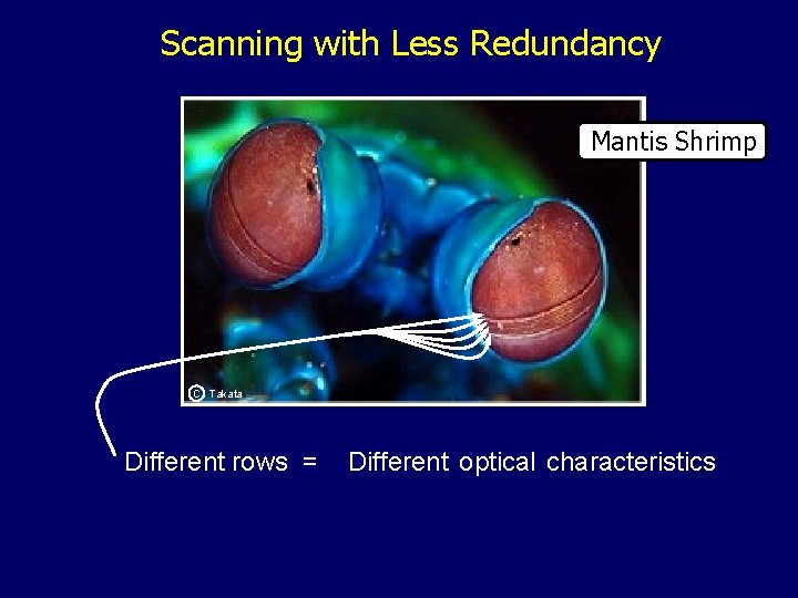 Scanning with Less Redundancy Mantis Shrimp C Takata Different rows = Different optical characteristics